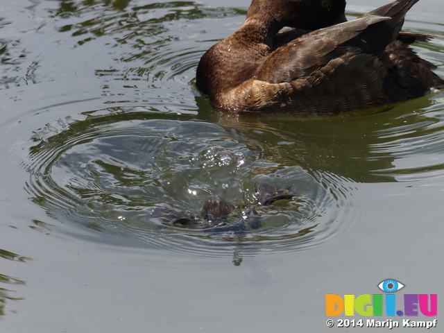 FZ006036 Tufted duckling (Aythya fuligula) diving